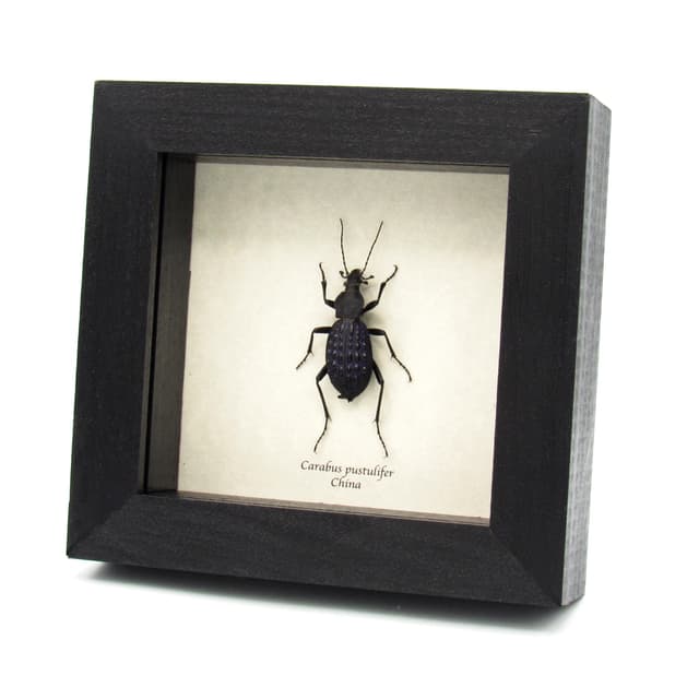 Real large purple Ground beetle framed taxidermy - Carabus pustulifer