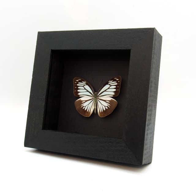 Real pale blue butterfly framed taxidermy - Pareronia boebera
