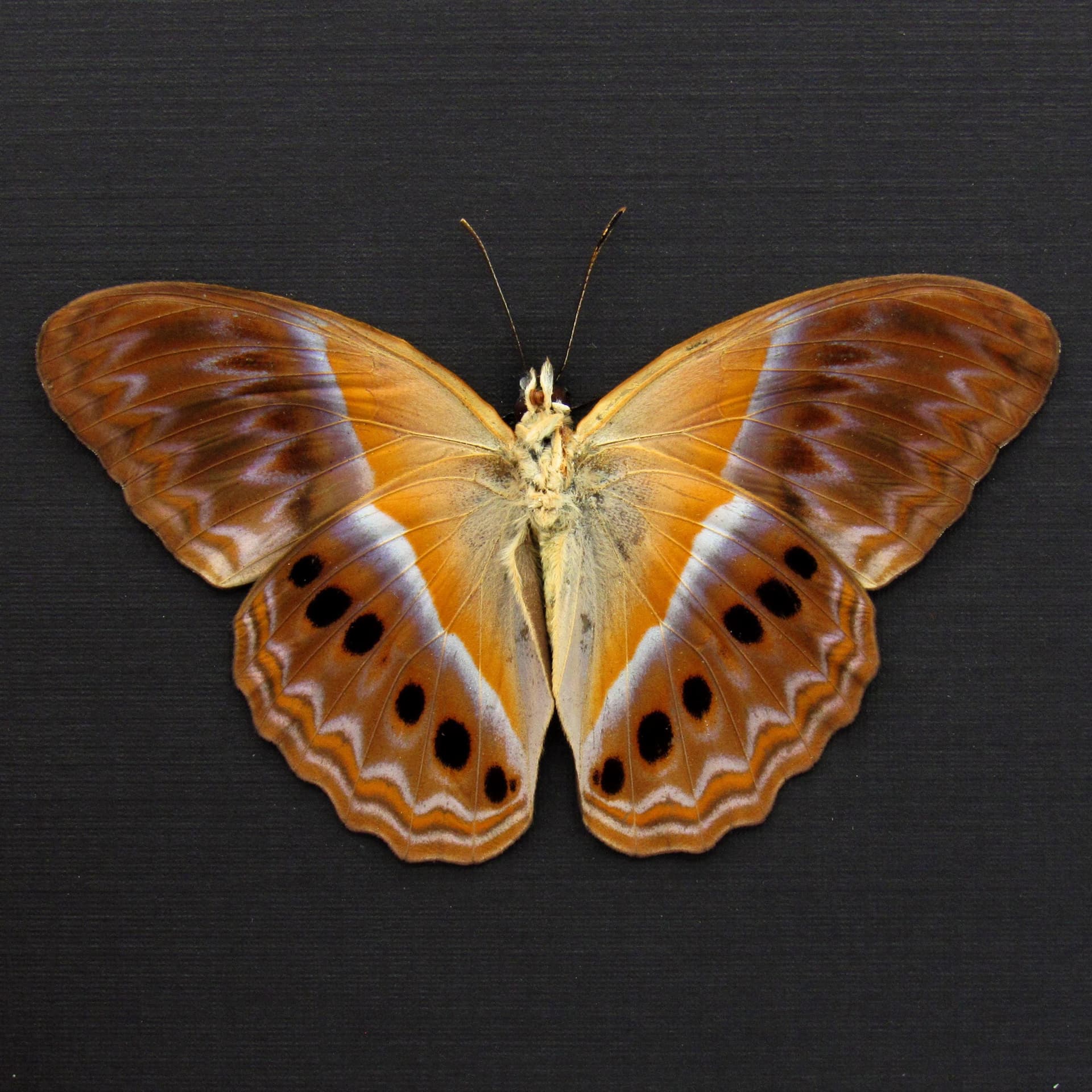 Rare Prismatic butterfly framed taxidermy - Cirrochroa regina paulowna - Victorian mount