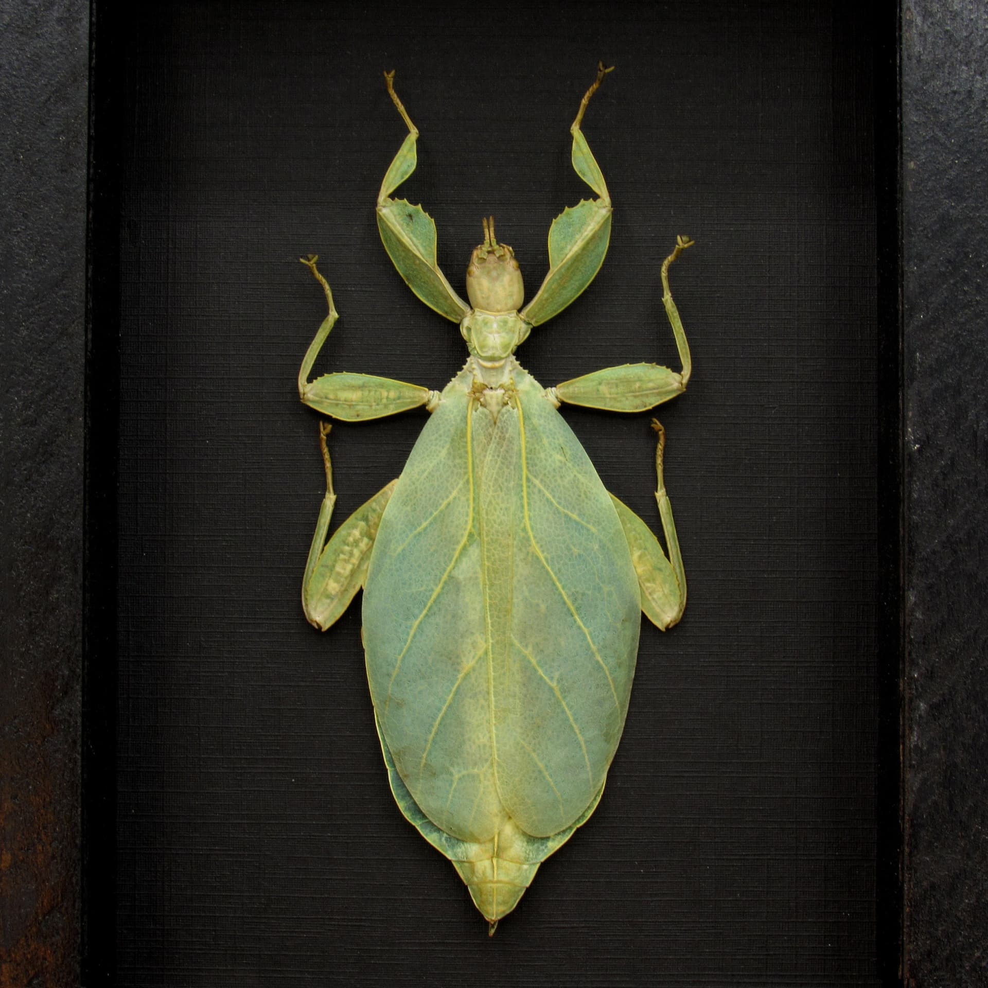 Real Walking Leaf insect framed taxidermy - Phyllium tobeloense - female