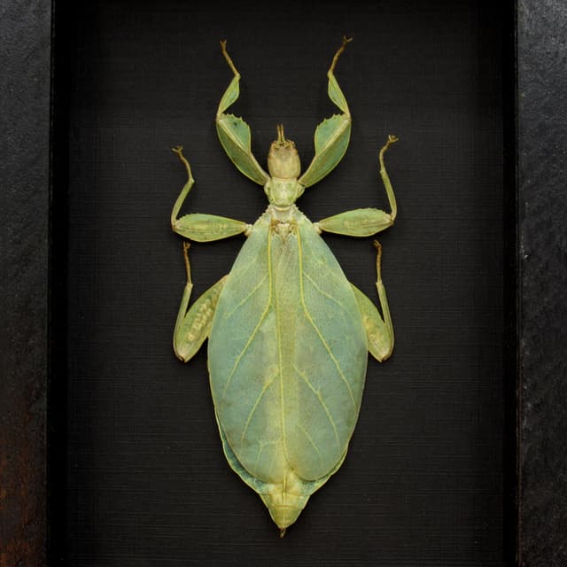 Real Walking Leaf insect framed taxidermy - Phyllium tobeloense - female