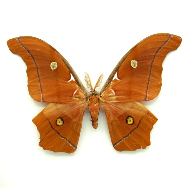 Very rare Giant Godman's Silkmoth framed taxidermy - Antheraea godmani