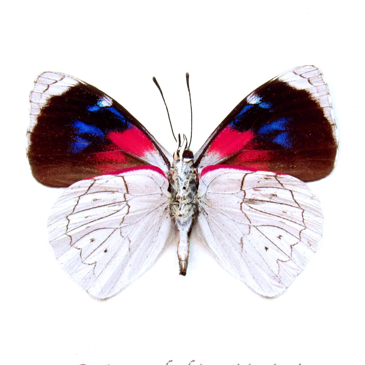 Real silver butterfly framed taxidermy - Perisama dorbignyi jurinei