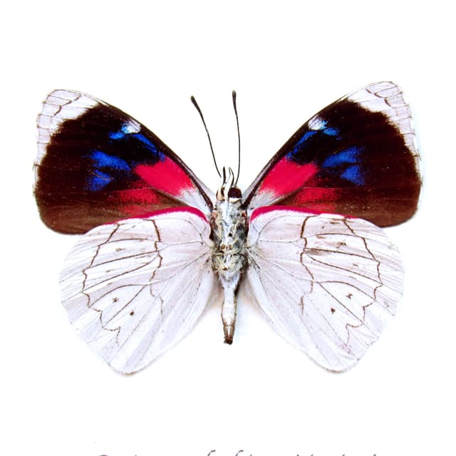 Real silver butterfly framed taxidermy - Perisama dorbignyi jurinei