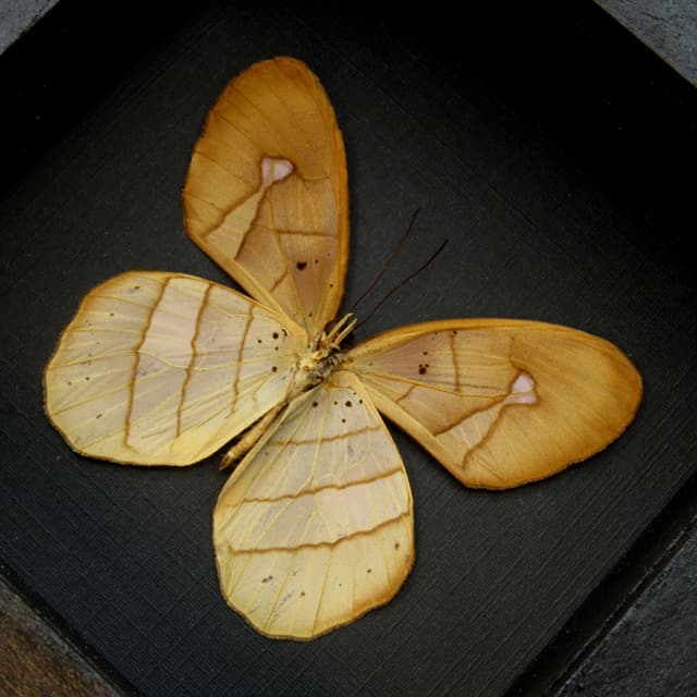Real Satyr butterfly framed taxidermy - Pierella species