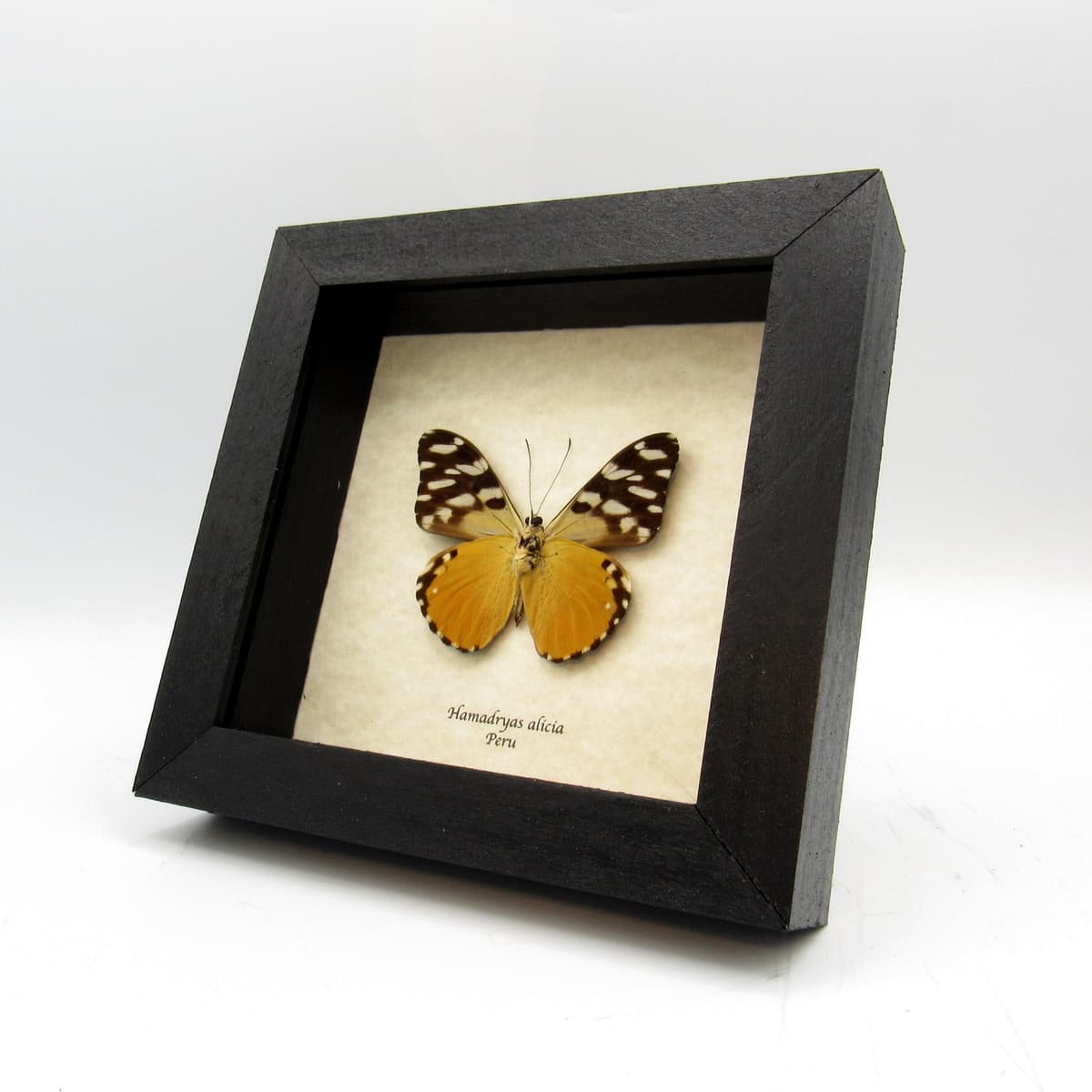 Real golden Cracker butterfly framed taxidermy - Hamadryas alicia