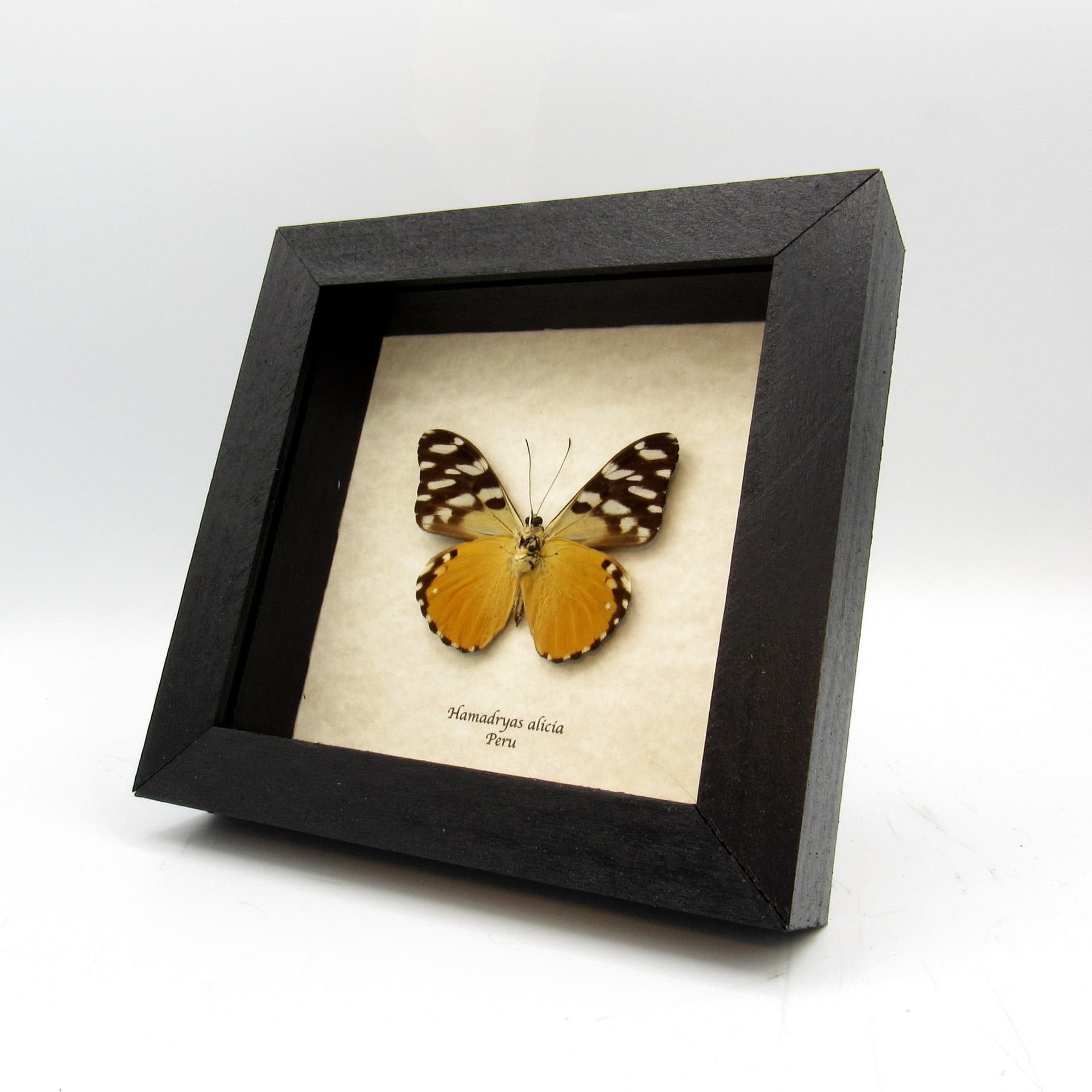 Real golden Cracker butterfly framed taxidermy - Hamadryas alicia