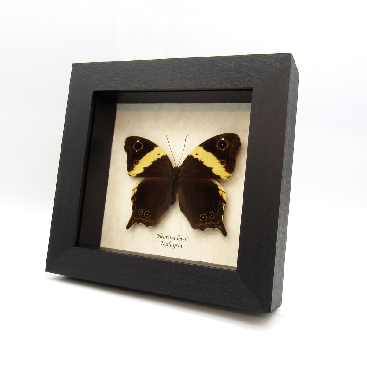Real Malayan Owl butterfly framed taxidermy - Neorina lowii