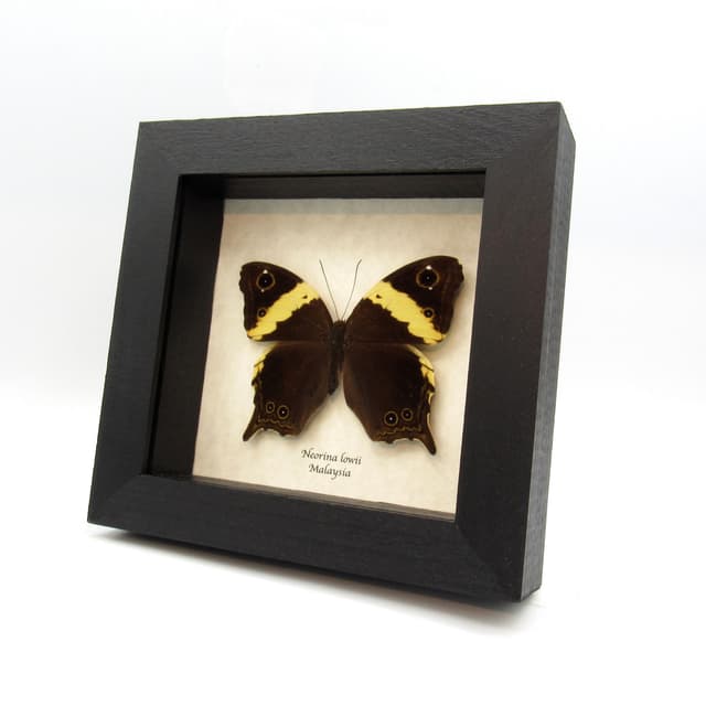 Real Malayan Owl butterfly framed taxidermy - Neorina lowii
