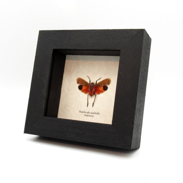 Real orange Lanternfly framed taxidermy - Penthicodes pulchella