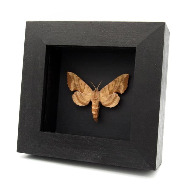 Real Walnut Sphinx moth framed taxidermy - Amorpha juglandis