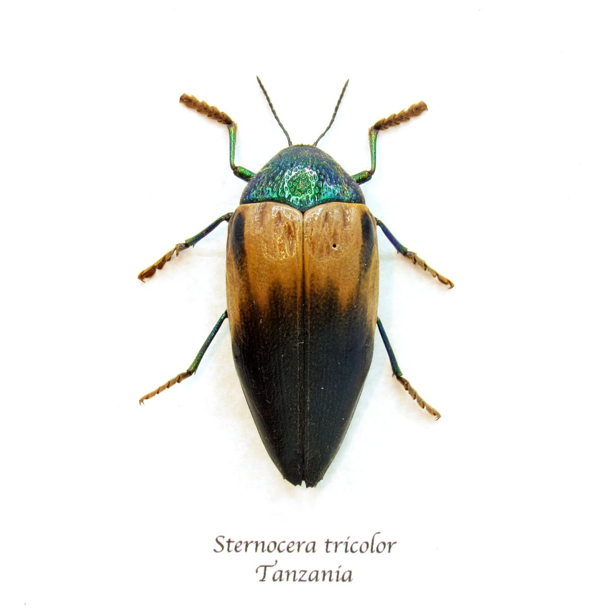 Real metallic green Jewel beetle framed taxidermy - Sternocera tricolor - XL female