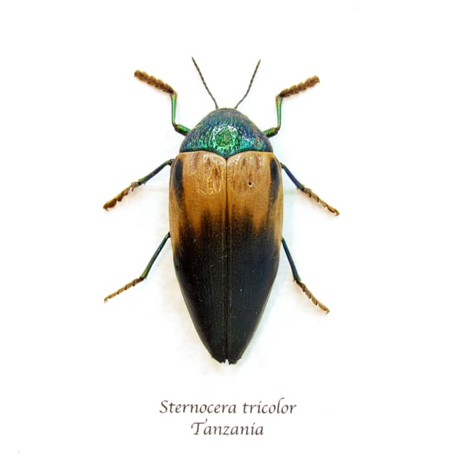 Real metallic green Jewel beetle framed taxidermy - Sternocera tricolor - XL female