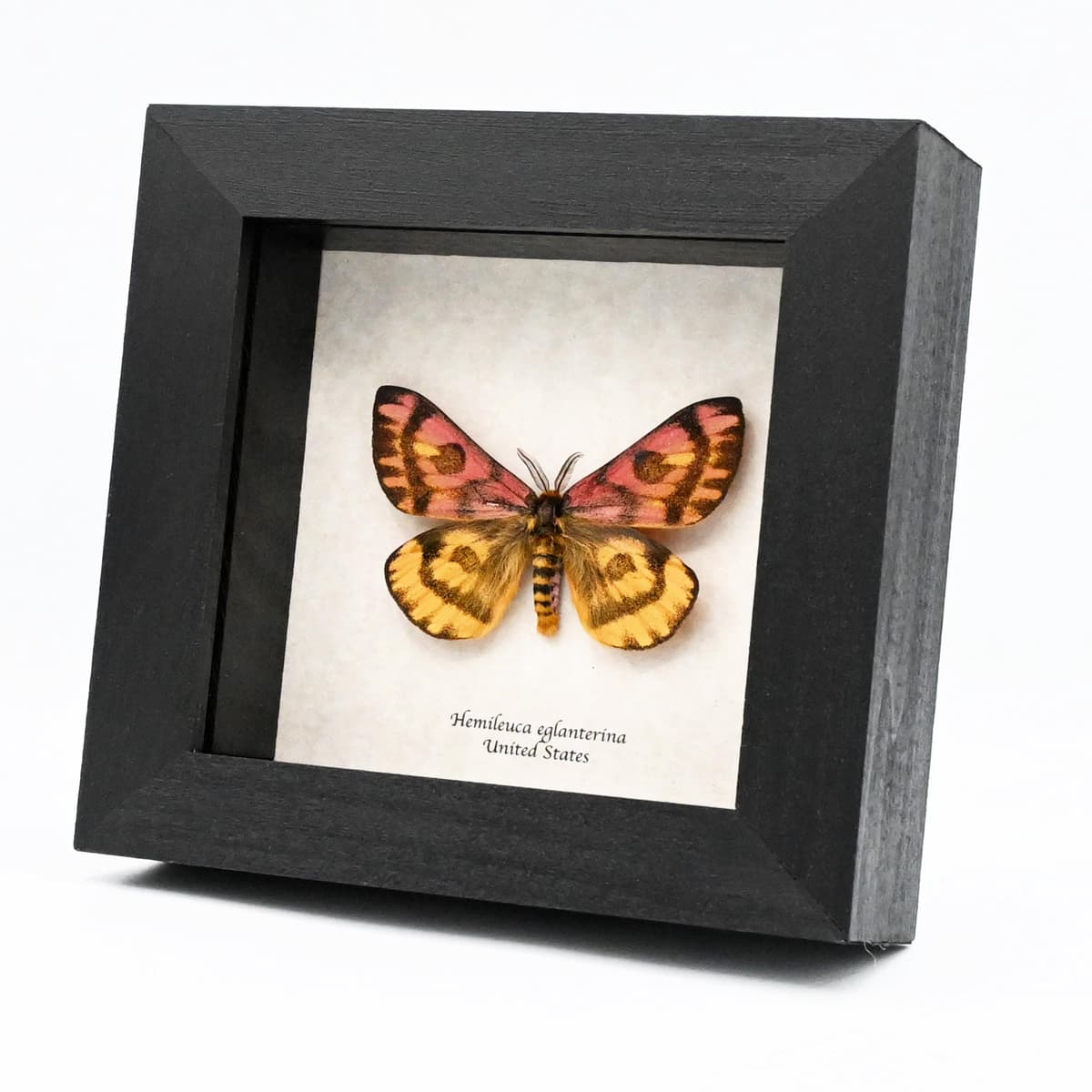 Real rare pink Western Sheep moth framed taxidermy - Hemileuca eglanterina - rare color form
