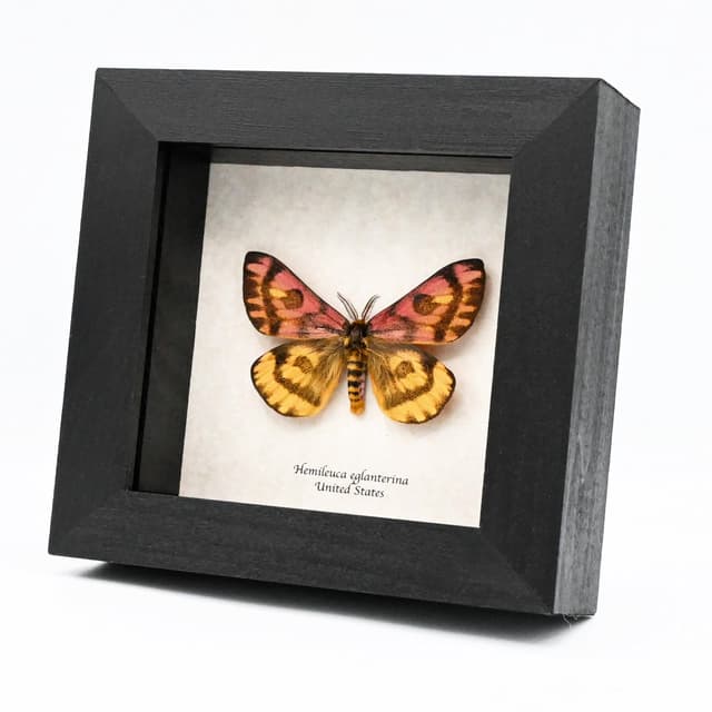 Real rare pink Western Sheep moth framed taxidermy - Hemileuca eglanterina - rare color form