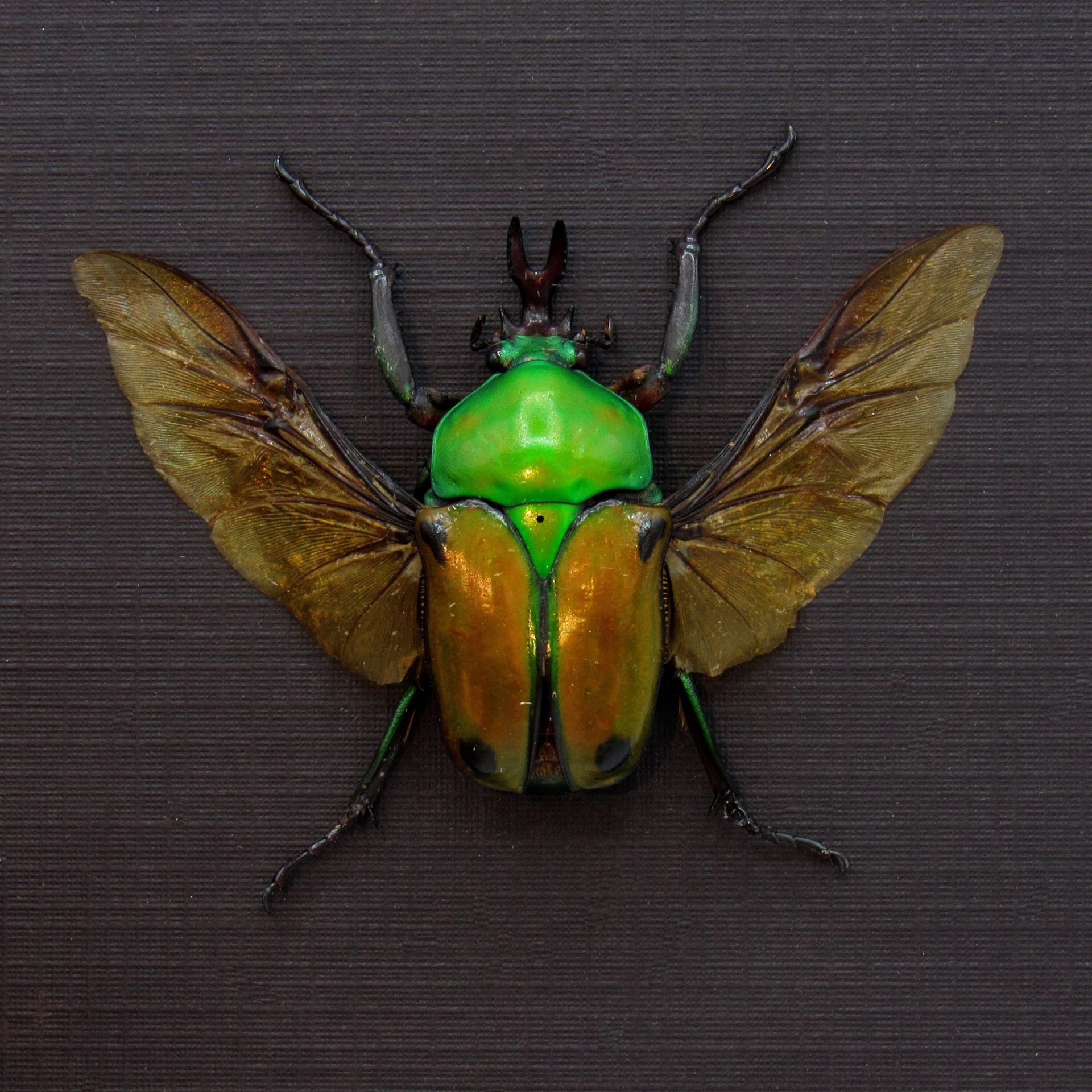 Real metallic Flower beetle framed taxidermy - Eudicella colmanti edohi