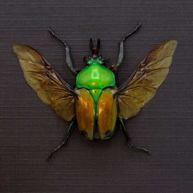 Real metallic Flower beetle framed taxidermy - Eudicella colmanti edohi