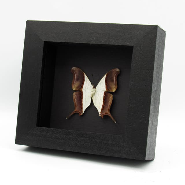 Real white Daggerwing butterfly framed taxidermy - Marpesia coresia
