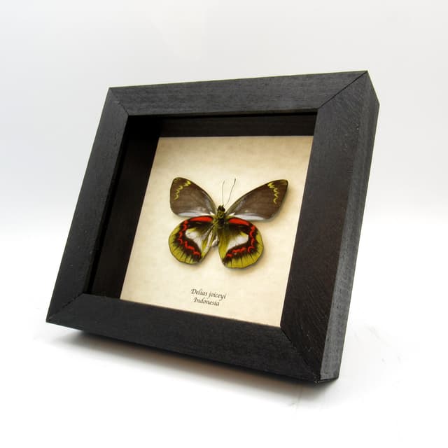 Rare Delias butterfly framed taxidermy - Delias joiceyi