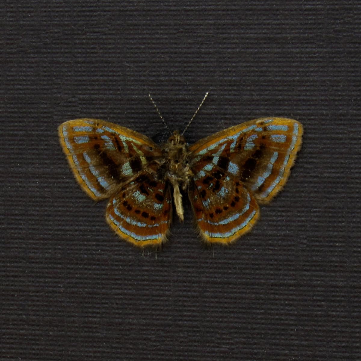 Very tiny rare Metalmark butterfly framed taxidermy - Sarota species