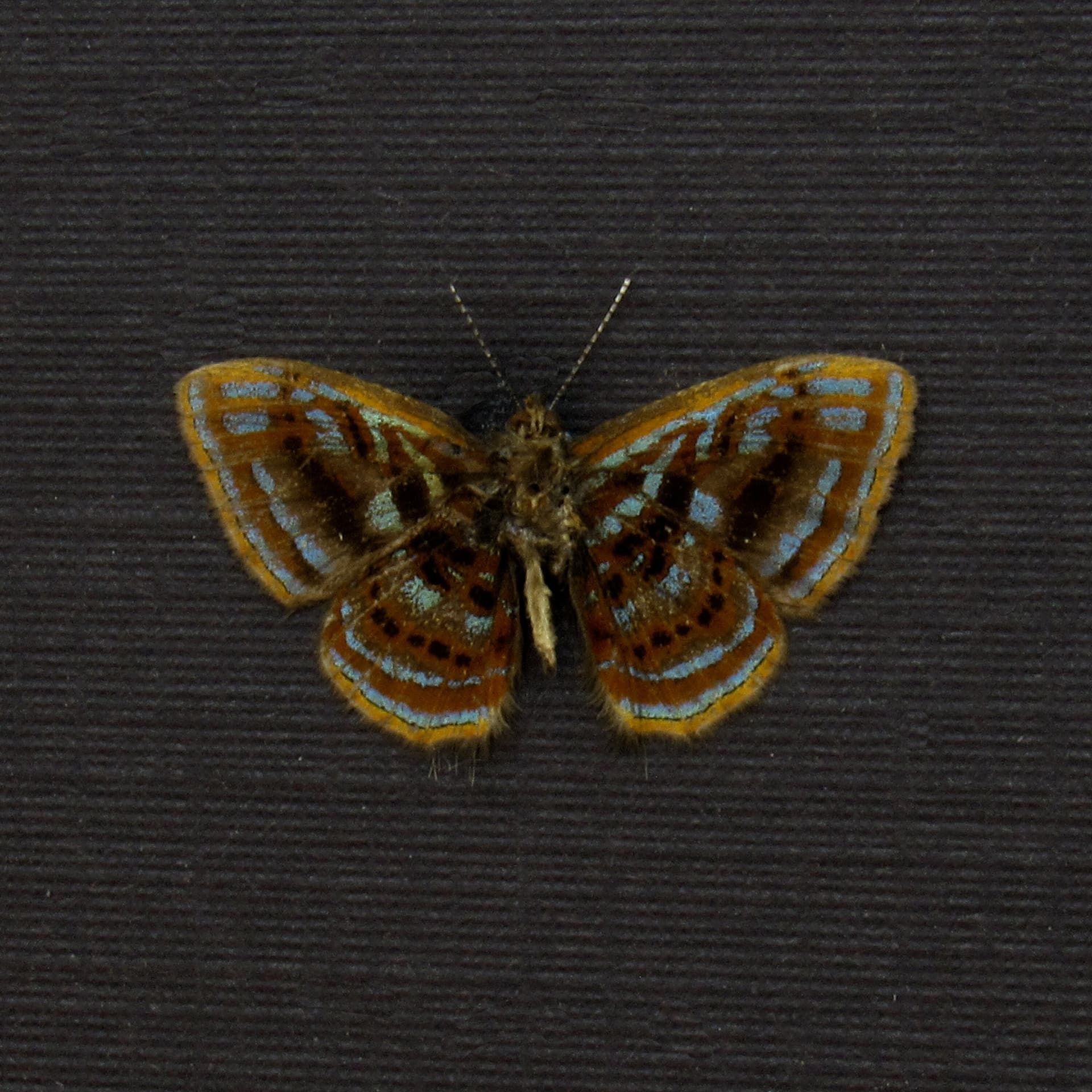 Very tiny rare Metalmark butterfly framed taxidermy - Sarota species