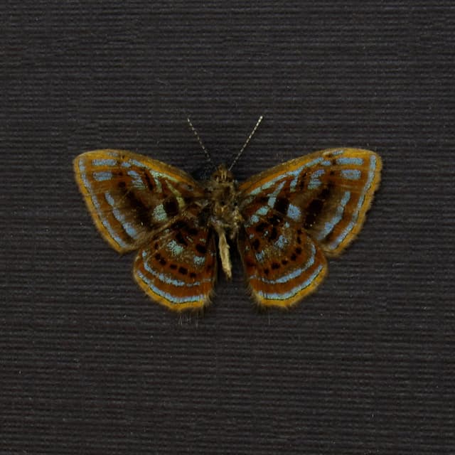 Very tiny rare Metalmark butterfly framed taxidermy - Sarota species