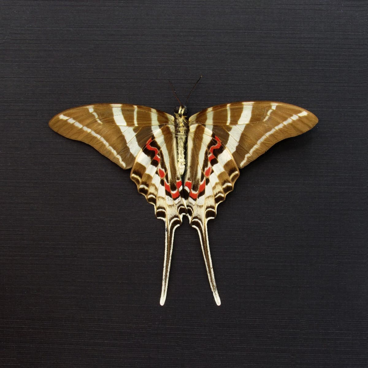 Real Rhesus Swallowtail butterfly framed taxidermy - Graphium rhesus - Victorian mount