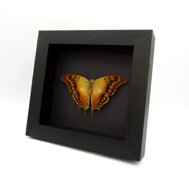 Real Green Veined Emperor Charaxes butterfly framed taxidermy - Charaxes candiope - Victorian mount - large female