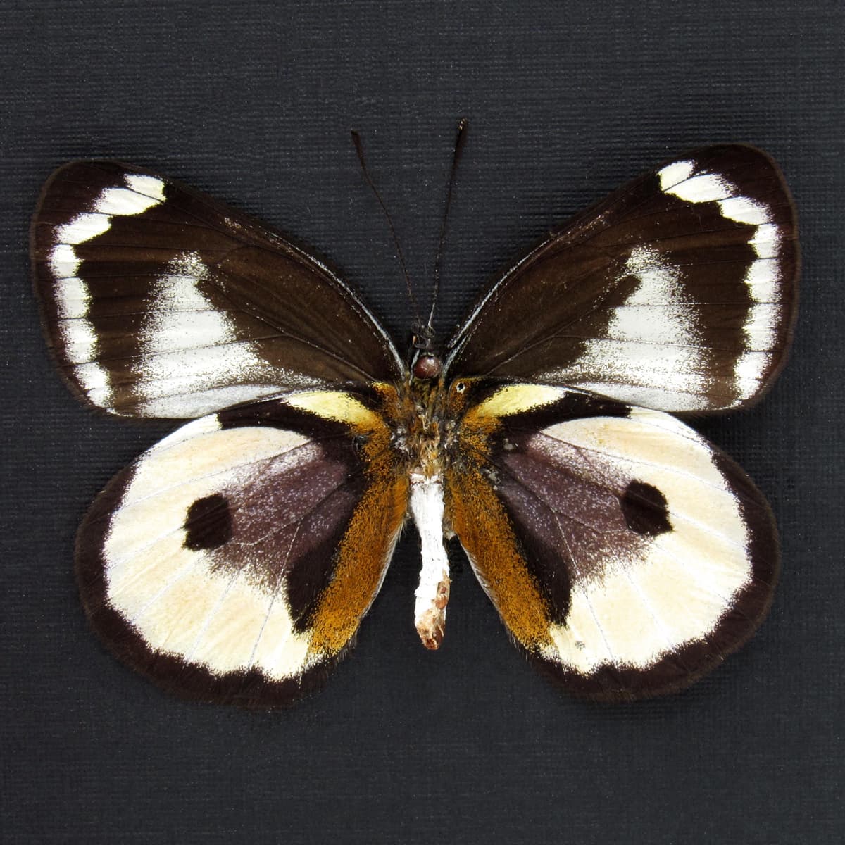 Very rare real Purple Delias butterfly framed taxidermy - Delias elongatus - female