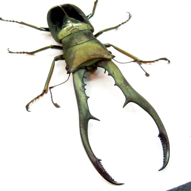 Real large Stag beetle framed taxidermy - Cyclommatus metallifer finae