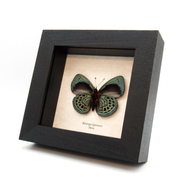 Real iridescent blue Leprieur's glory butterfly framed taxidermy - Asterope leprieuri