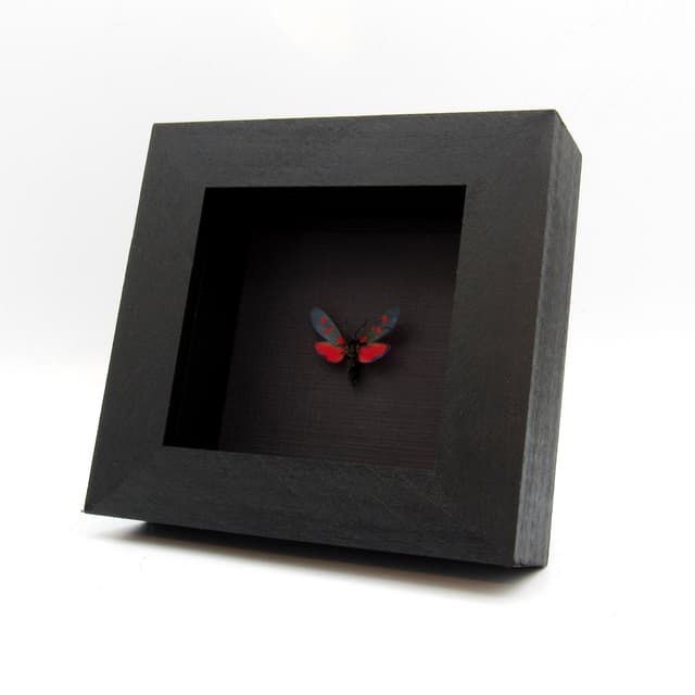 Real red Five Spot Burnet moth framed taxidermy - Zygaena lonicerae