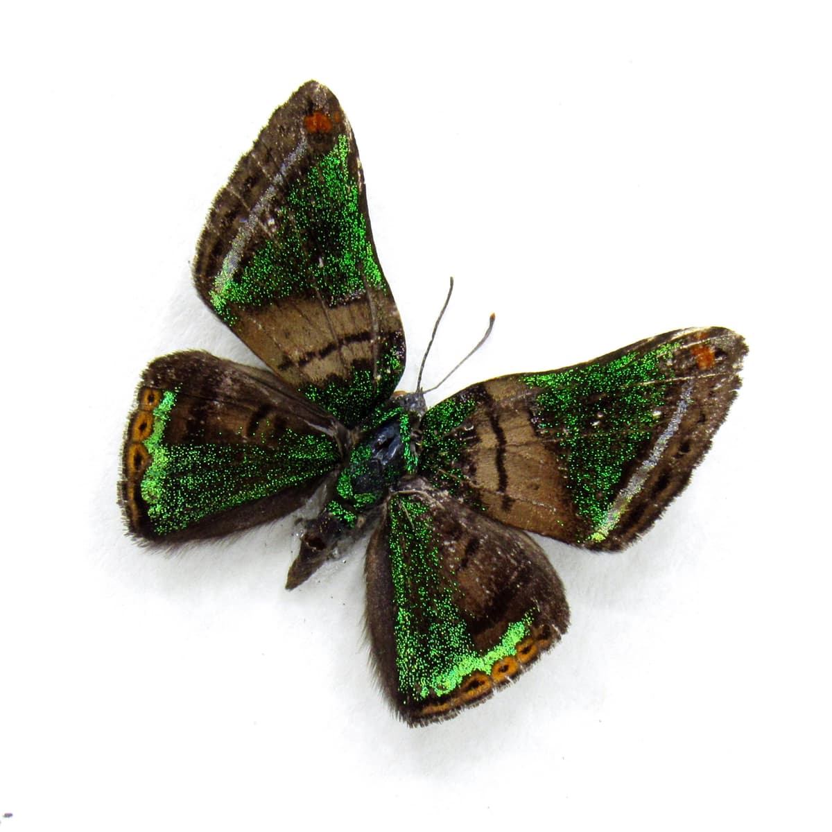 Rare tiny green glitter Metalmark butterfly framed taxidermy - Caria mantinea