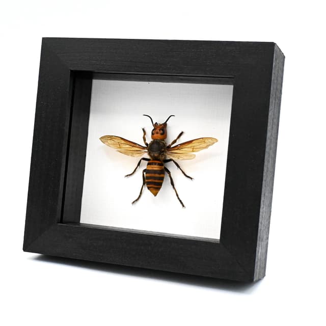 Real Giant Queen Murder Hornet framed taxidermy - Vespa mandarinia japonica