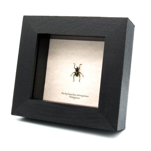 Rare metallic purple weevil beetle framed specimen - Pachyrhynchus atrocyaneus
