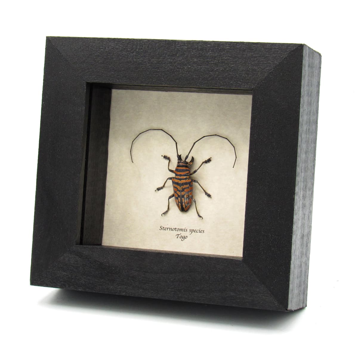 Real framed taxidermy Longhorn beetle - Sternotomis species