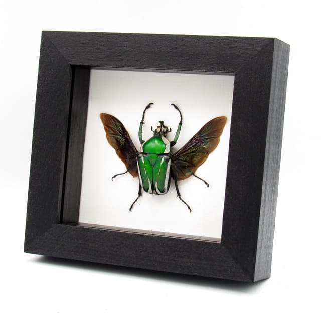 Green metallic scarab beetle framed taxidermy - Dicronorhina derbyana