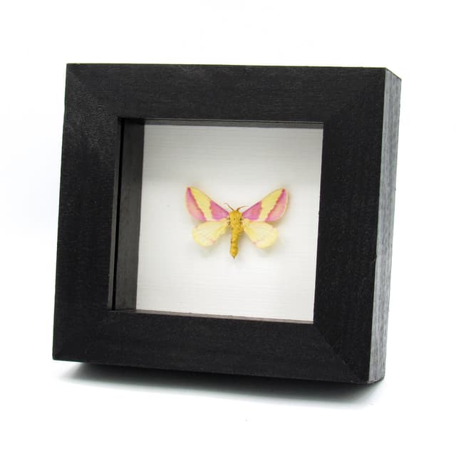 Real pink Rosy Maple moth framed taxidermy - Dryocampa rubicunda