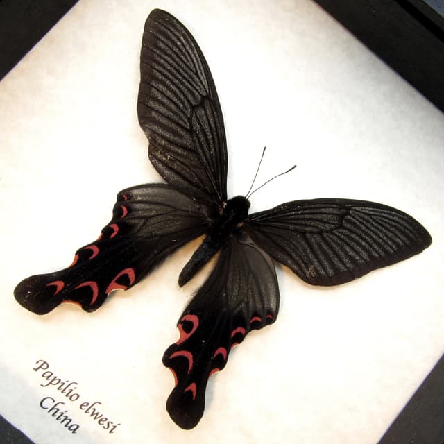 Real Swallowtail butterfly framed taxidermy - Papilio elwesi - small spring form