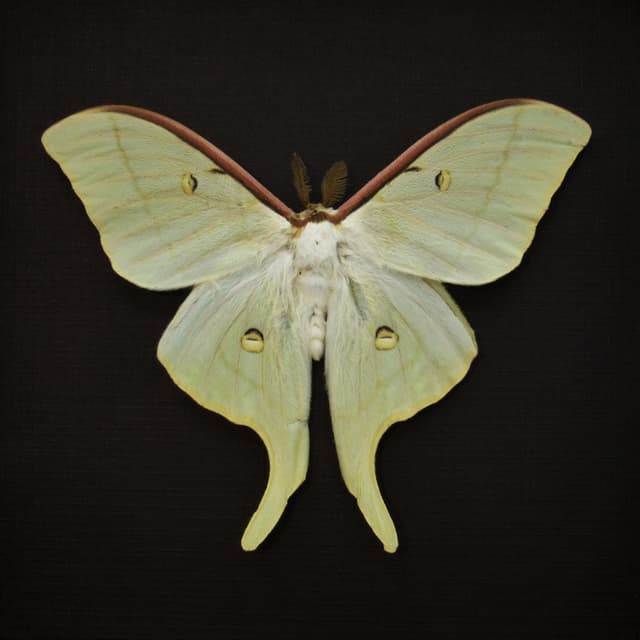 Rare Sweetheart Moonmoth framed taxidermy - Actias dulcinea - Victorian mount - minor repair