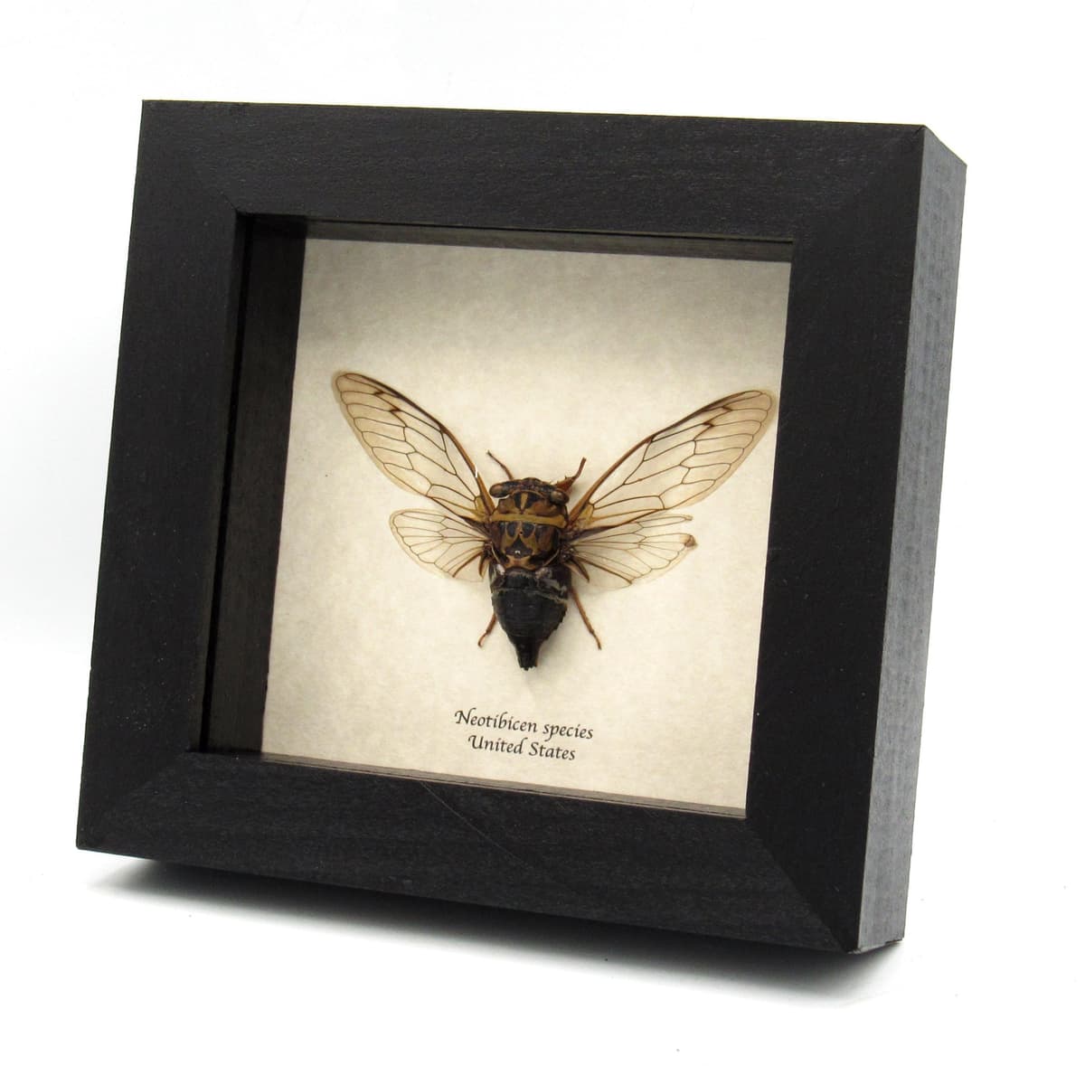 Real large North American Cicada framed taxidermy - Neotibicen species