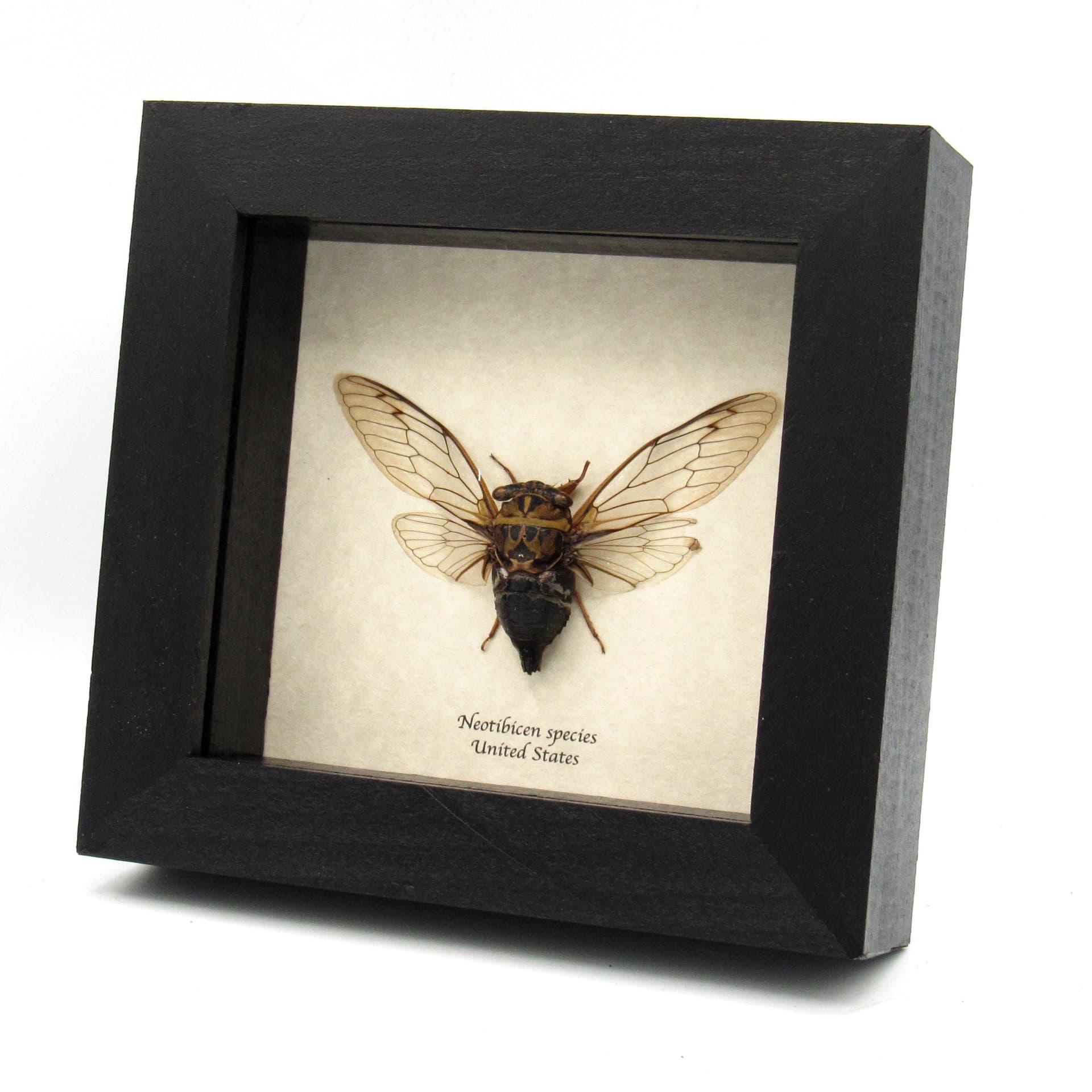 Real large North American Cicada framed taxidermy - Neotibicen species