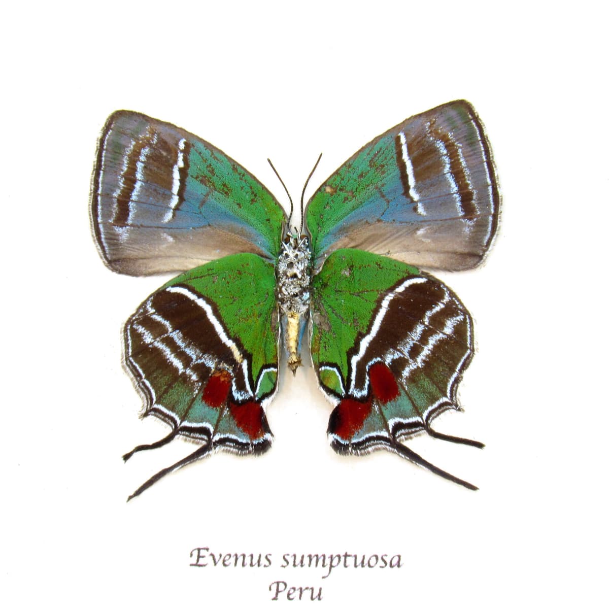 Rare metallic green Hairstreak butterfly framed taxidermy - Evenus sumptuosa