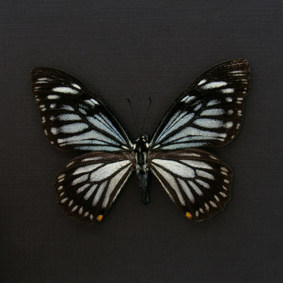 Real Mime butterfly framed taxidermy - Chilasa osmana