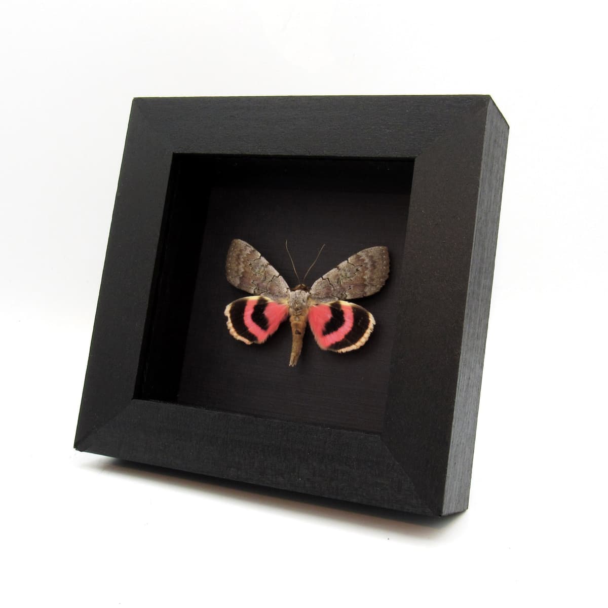 Real pink Sleepy Underwing moth framed taxidermy - Catocala concumbens