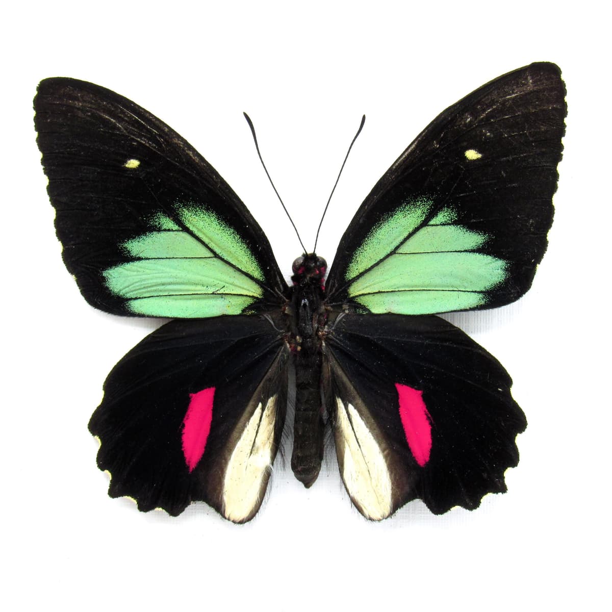 Rare green Cattleheart butterfly framed taxidermy - Parides childrenae
