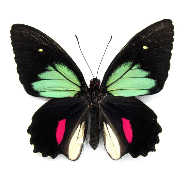 Rare green Cattleheart butterfly framed taxidermy - Parides childrenae