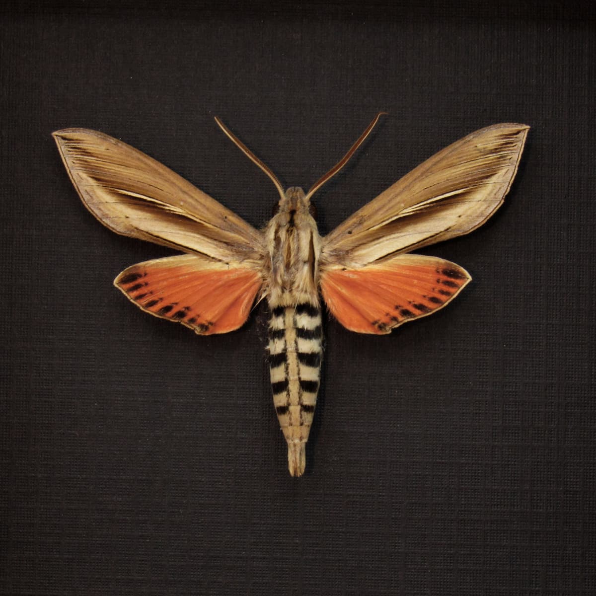Real orange Sphinx moth framed taxidermy - Erinnyis species