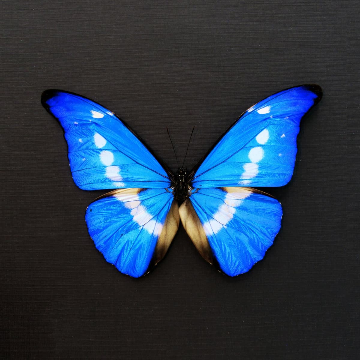Real XL metallic blue Morpho butterfly framed taxidermy - Morpho rhetenor helena