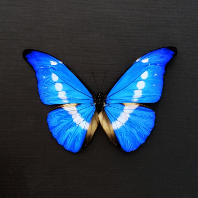 Real XL metallic blue Morpho butterfly framed taxidermy - Morpho rhetenor helena